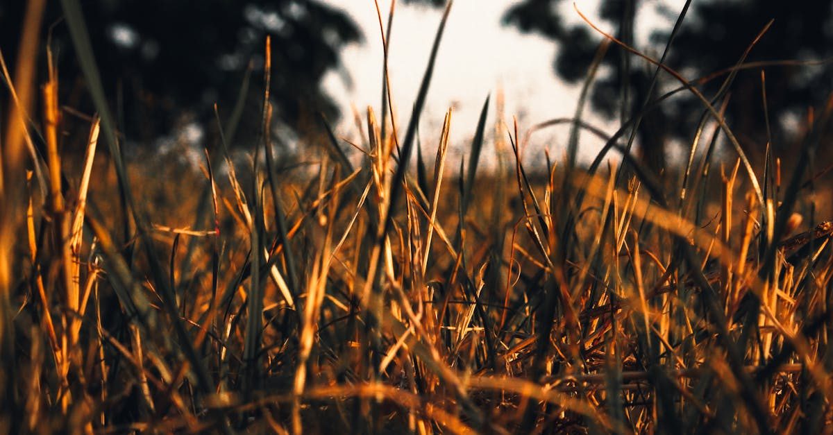 Summer Lawn Care: Heat & Drought Strategies
