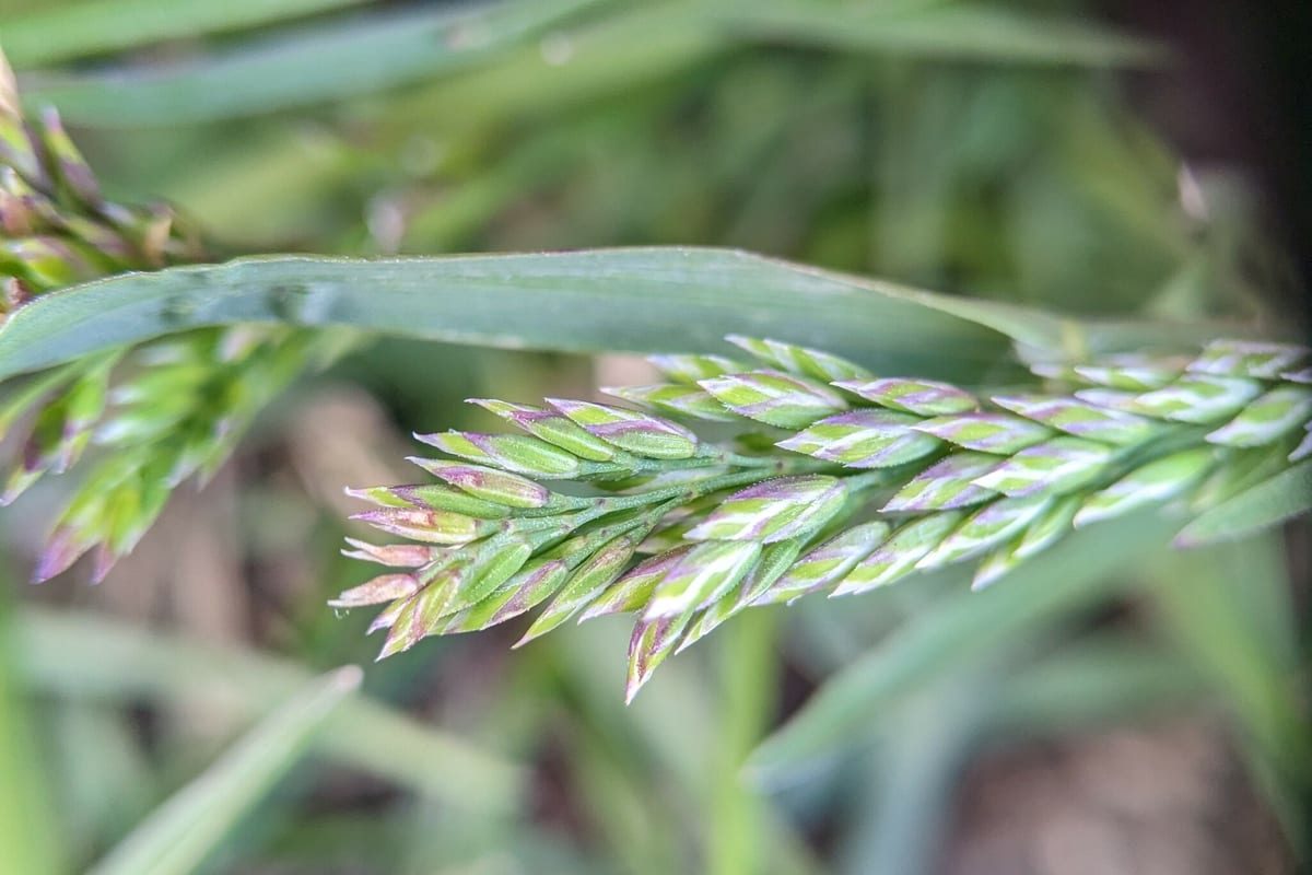 Kentucky Bluegrass (Poa pratensis) growing as a New Mexico lawn, close-up of blade texture and growth habit