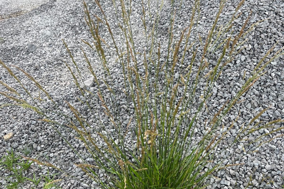 Tall Fescue (Festuca arundinacea) growing as a Kentucky lawn, close-up of blade texture and growth habit