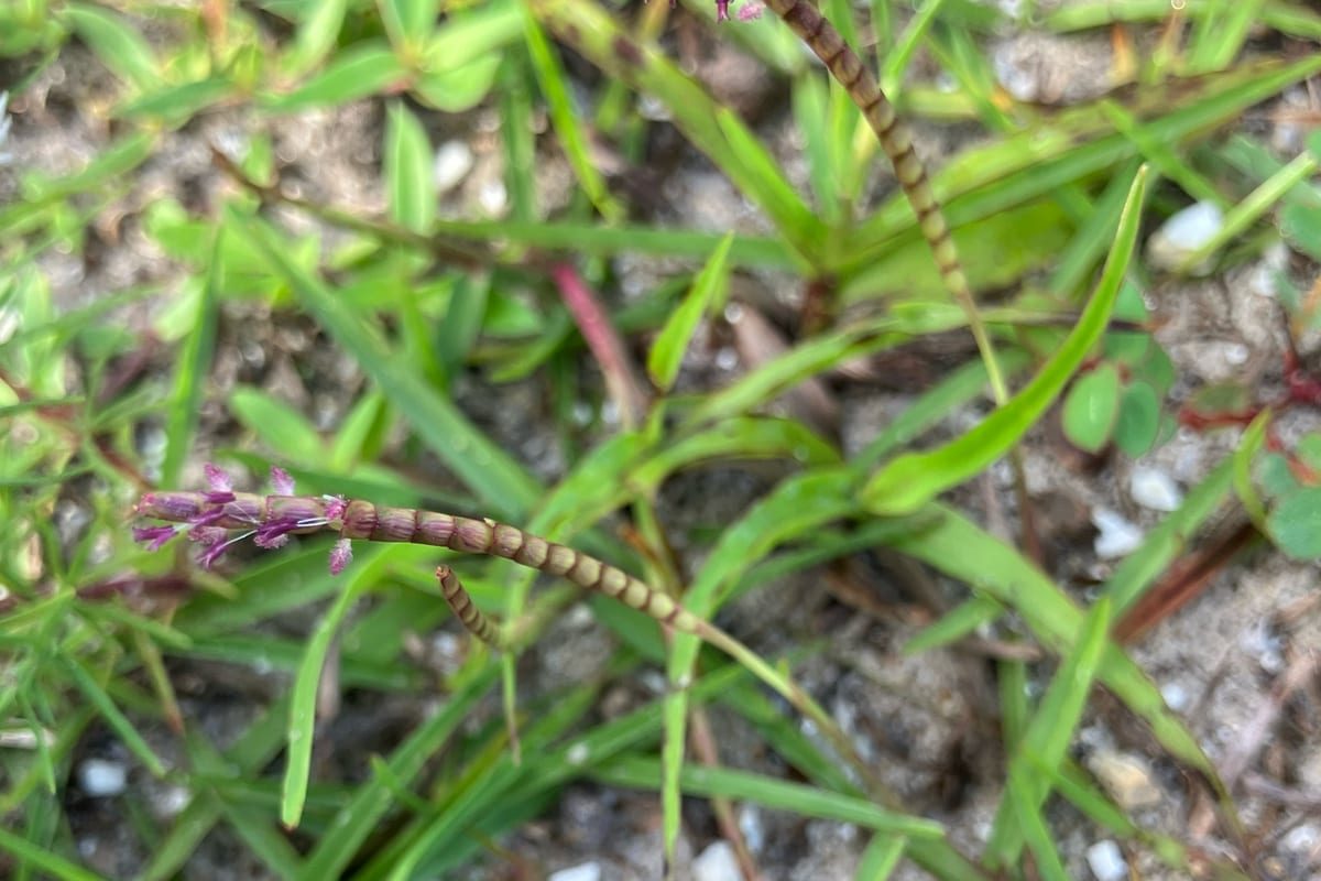 Centipedegrass (Eremochloa ophiuroides) growing as a Florida lawn, close-up of blade texture and growth habit