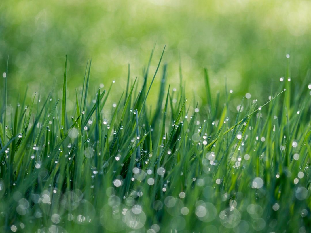 Photo by Aaron Burden on Unsplash Ohio Kentucky Bluegrass Fertilizer Schedule