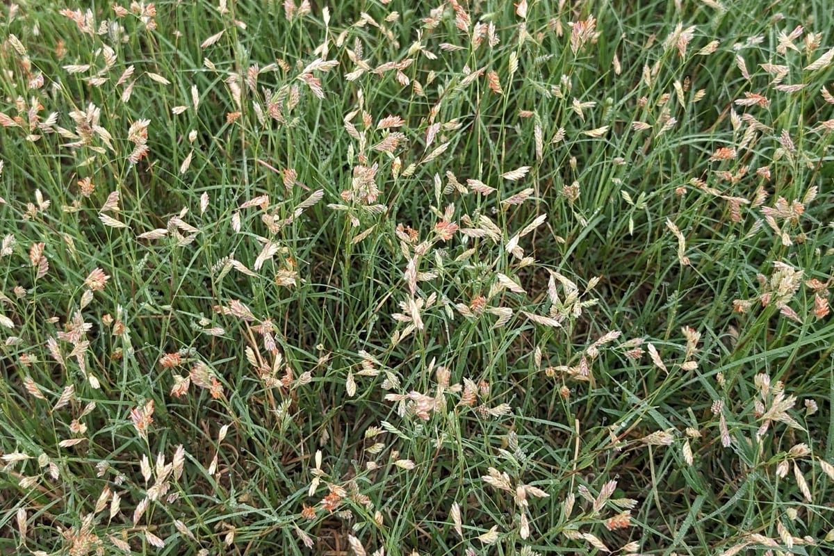 Buffalograss (Bouteloua dactyloides) growing as a Oklahoma lawn, close-up of blade texture and growth habit