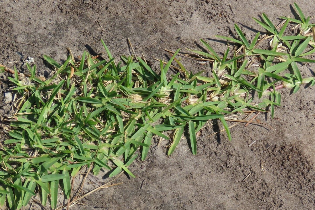 St. Augustinegrass (Stenotaphrum secundatum) growing as a Florida lawn, close-up of blade texture and growth habit