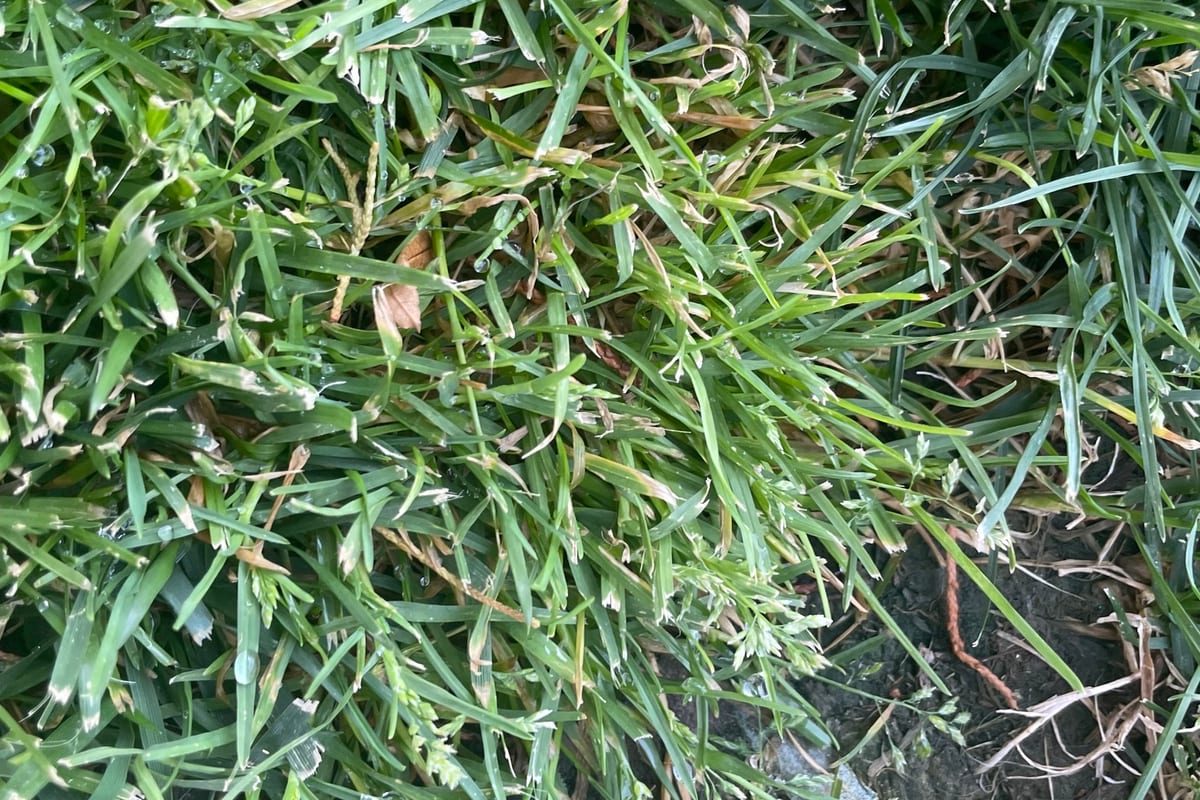 Kentucky Bluegrass (Poa pratensis) growing as a Utah lawn, close-up of blade texture and growth habit