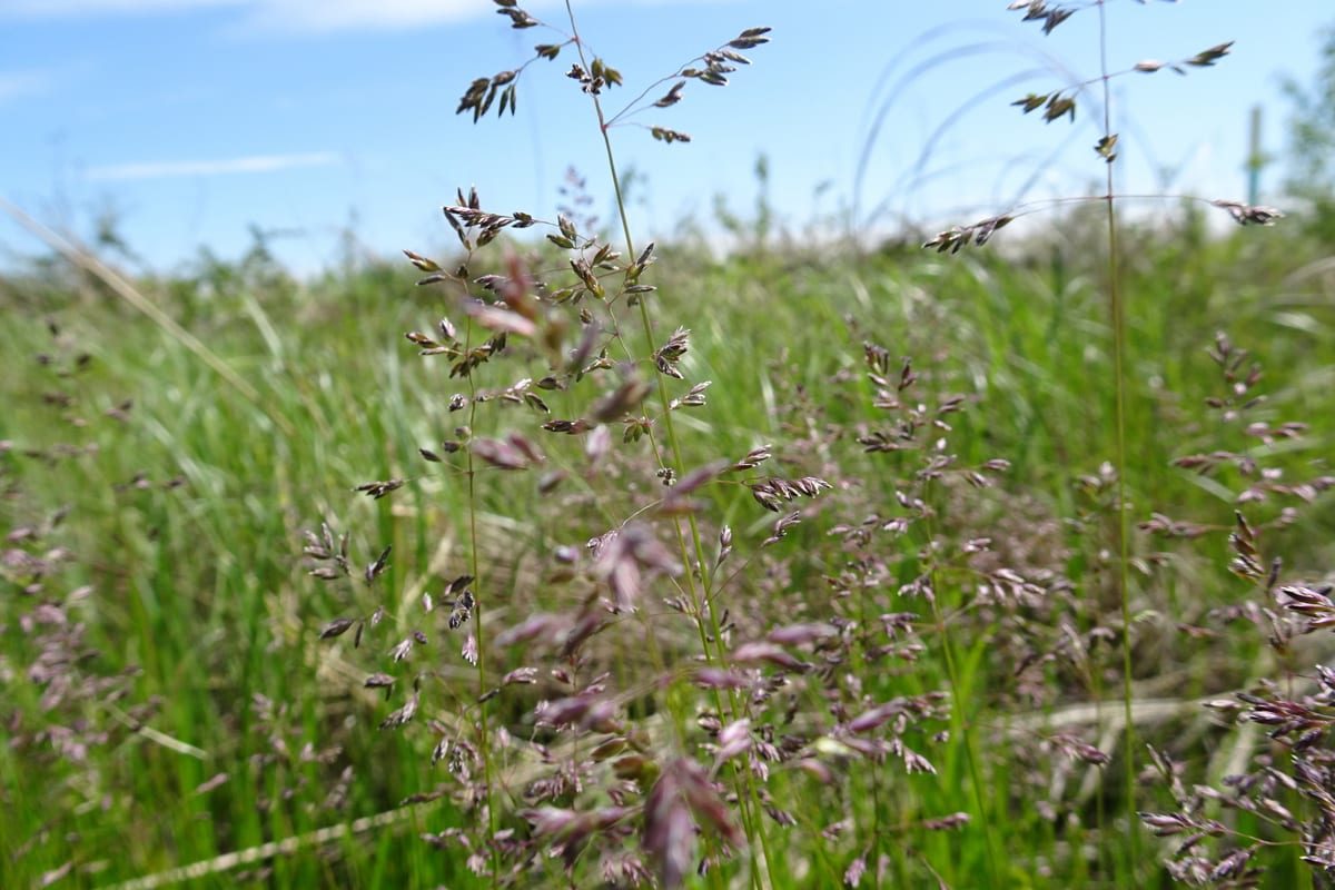 Kentucky Bluegrass (Poa pratensis) growing as a Kansas lawn, close-up of blade texture and growth habit
