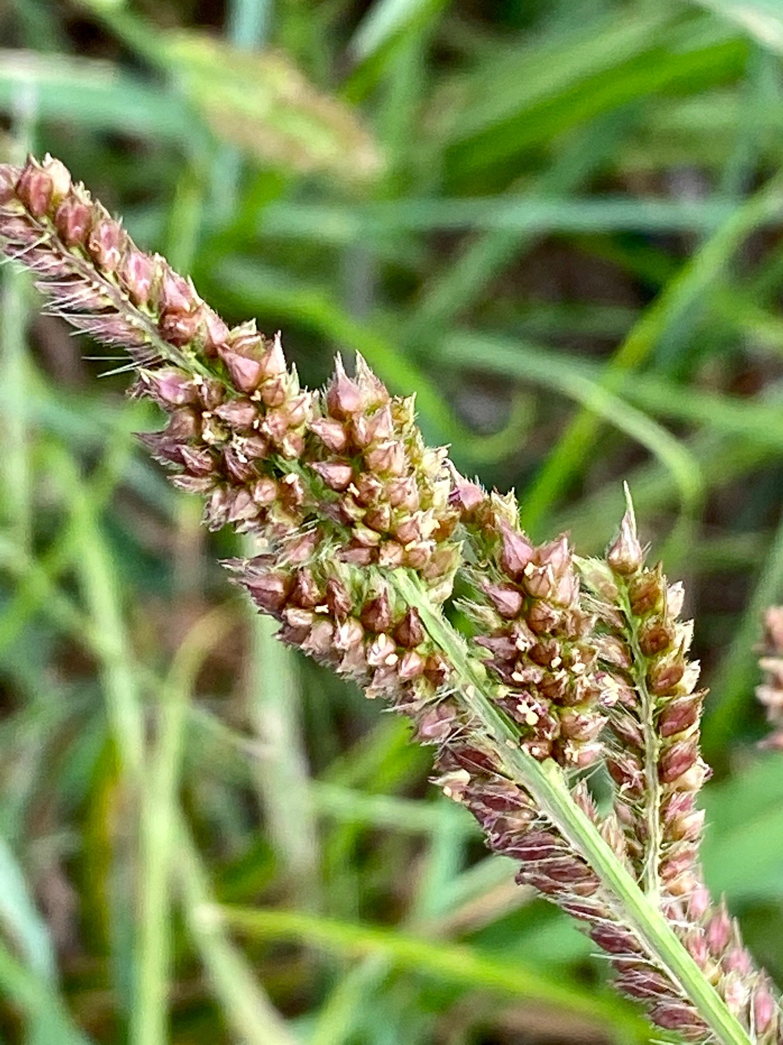 Close-up of a barnyardgrass flowering head in an iNaturalist observation