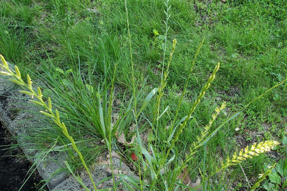 Perennial Ryegrass (Lolium perenne) growing as a New Jersey lawn, close-up of blade texture and growth habit