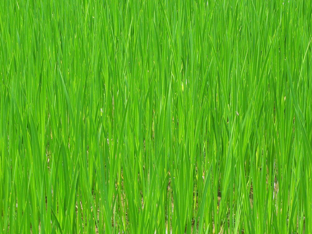 Photo by TANAKA Juuyoh (田中十洋) on Openverse Can Kentucky Bluegrass Grow in Florida? (The Science and Reality) photo