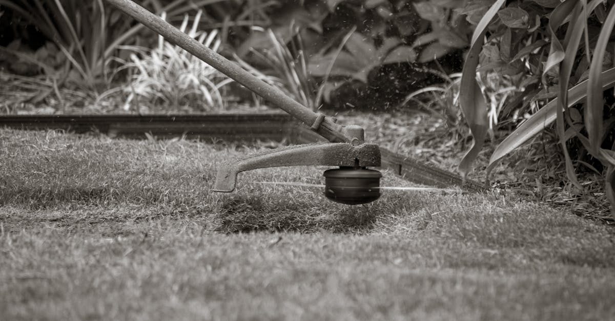 Common Lawn Care Mistakes Beginners Make