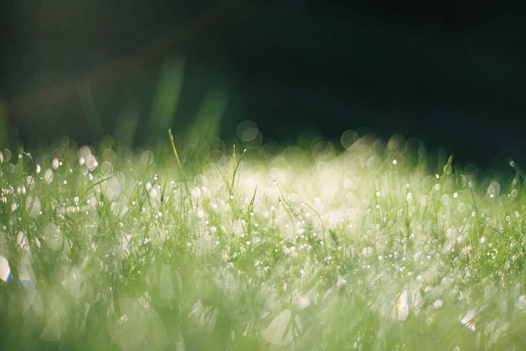 How to Apply Liquid Lawn Fertilizer With a Hose-End Sprayer (Rates and Timing)
