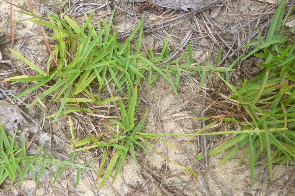 Centipedegrass (Eremochloa ophiuroides) growing as a South Carolina lawn, close-up of blade texture and growth habit