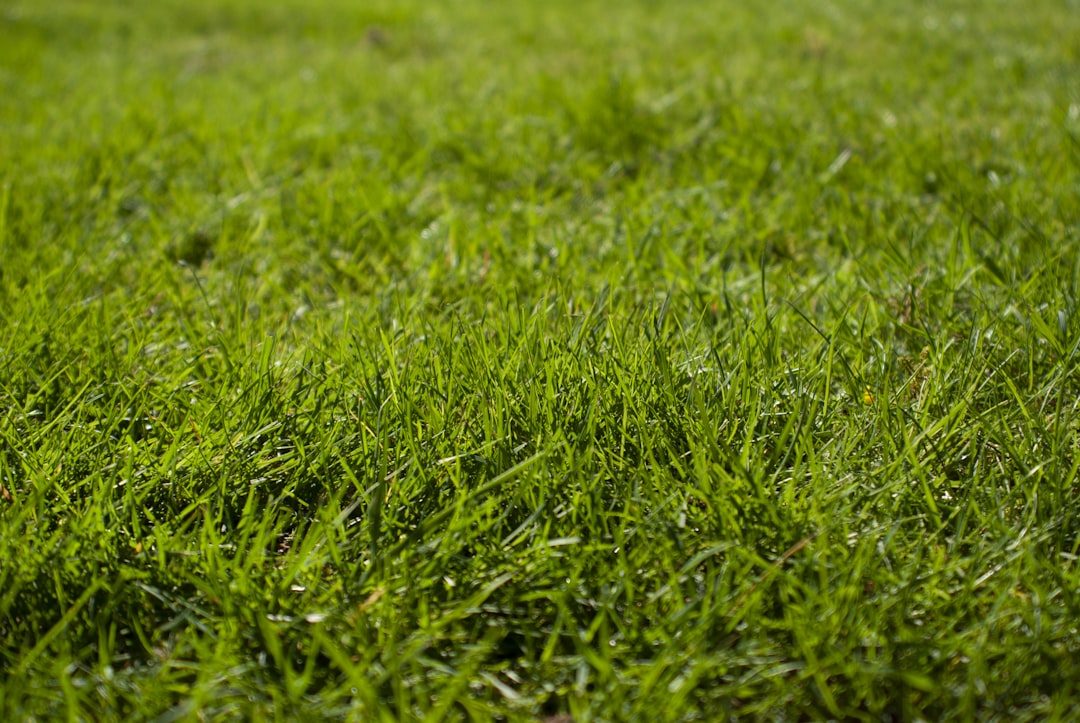 Photo by Bradley Brister on Unsplash Perennial Ryegrass lawn