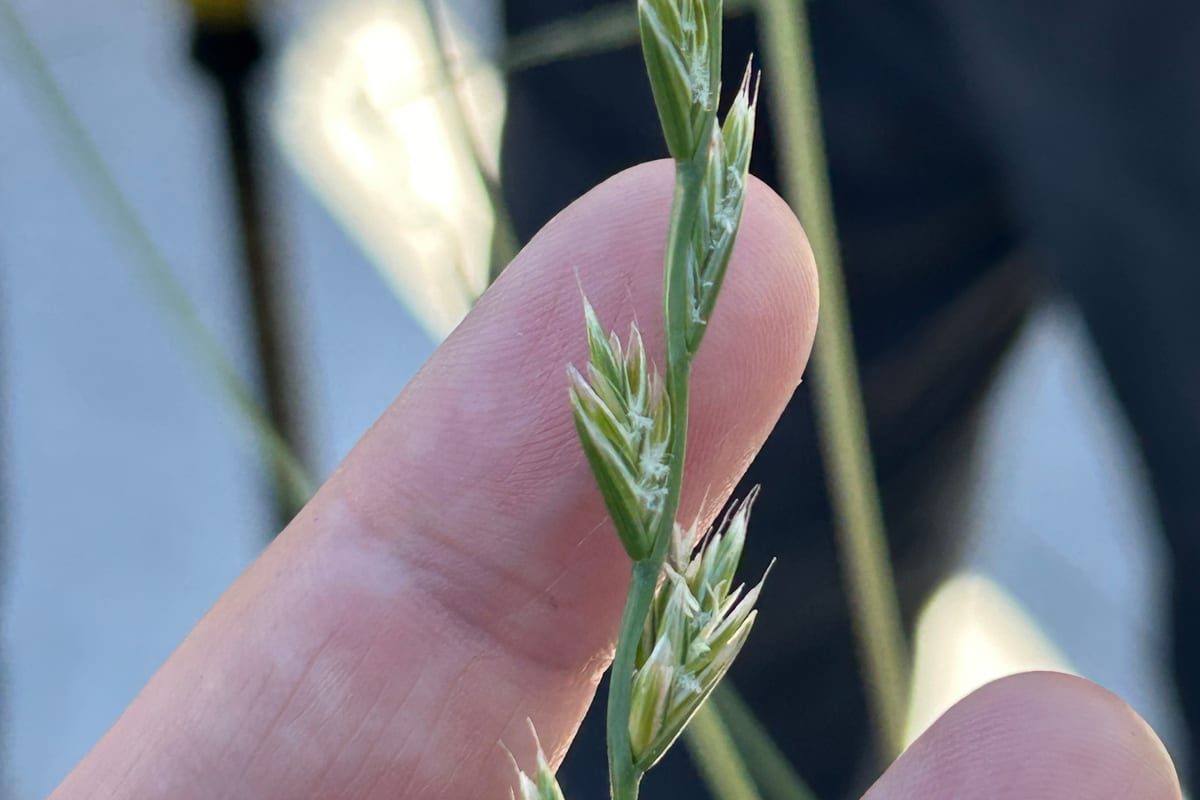 Perennial Ryegrass (Lolium perenne) growing as a West Virginia lawn, close-up of blade texture and growth habit