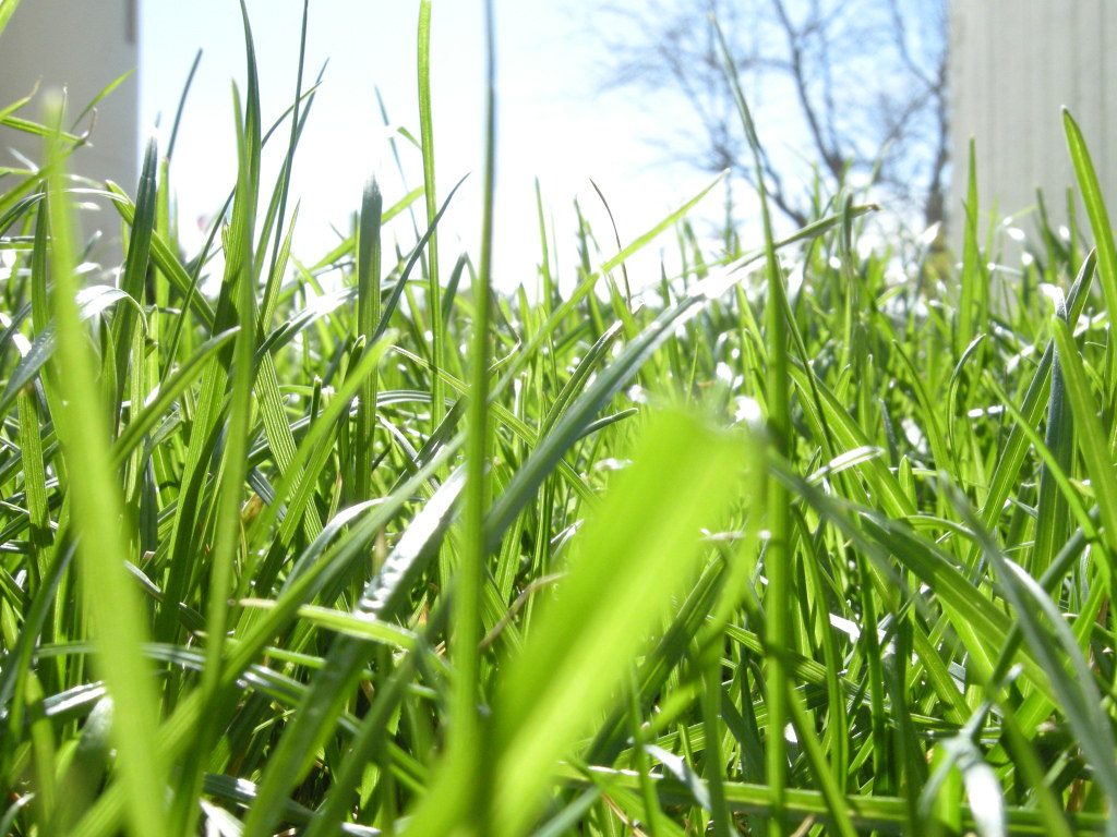 Lawn grass and soil pH management