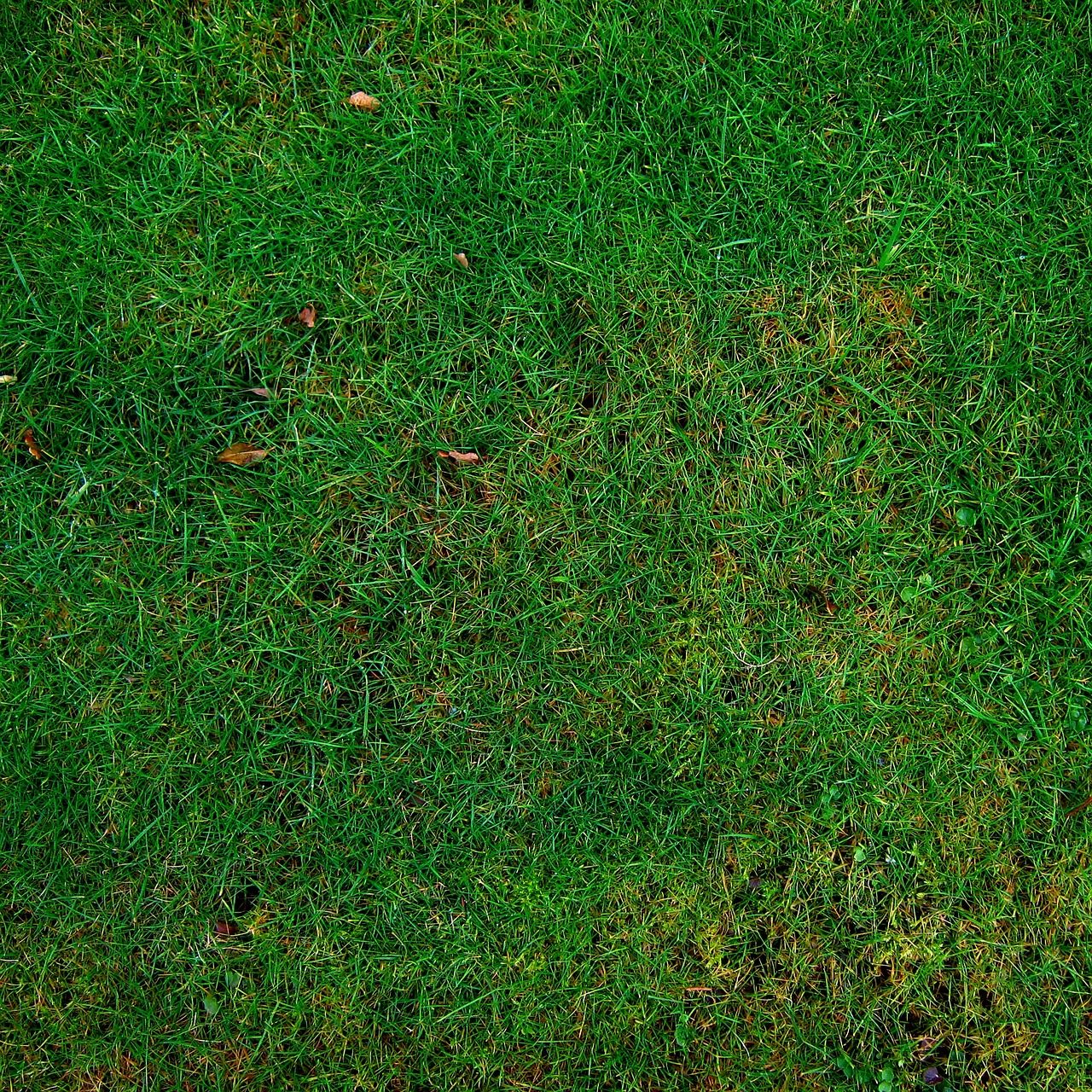 Brown Spots in Your Lawn This Summer: Drought, Disease, or Grubs?