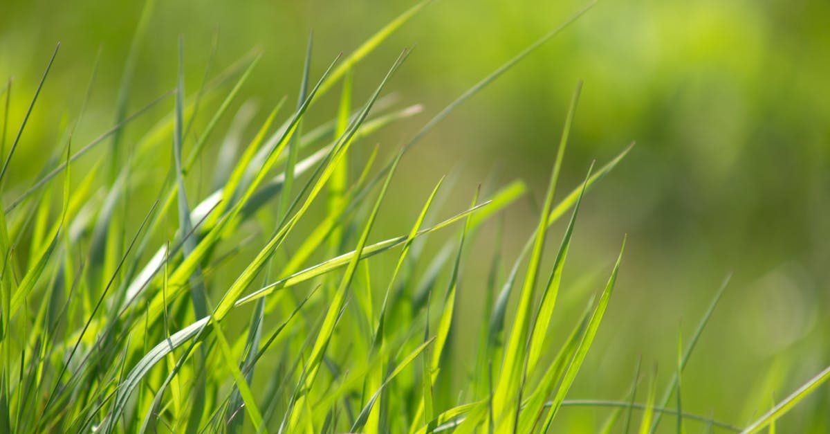 Best Grass Types for Full Sun