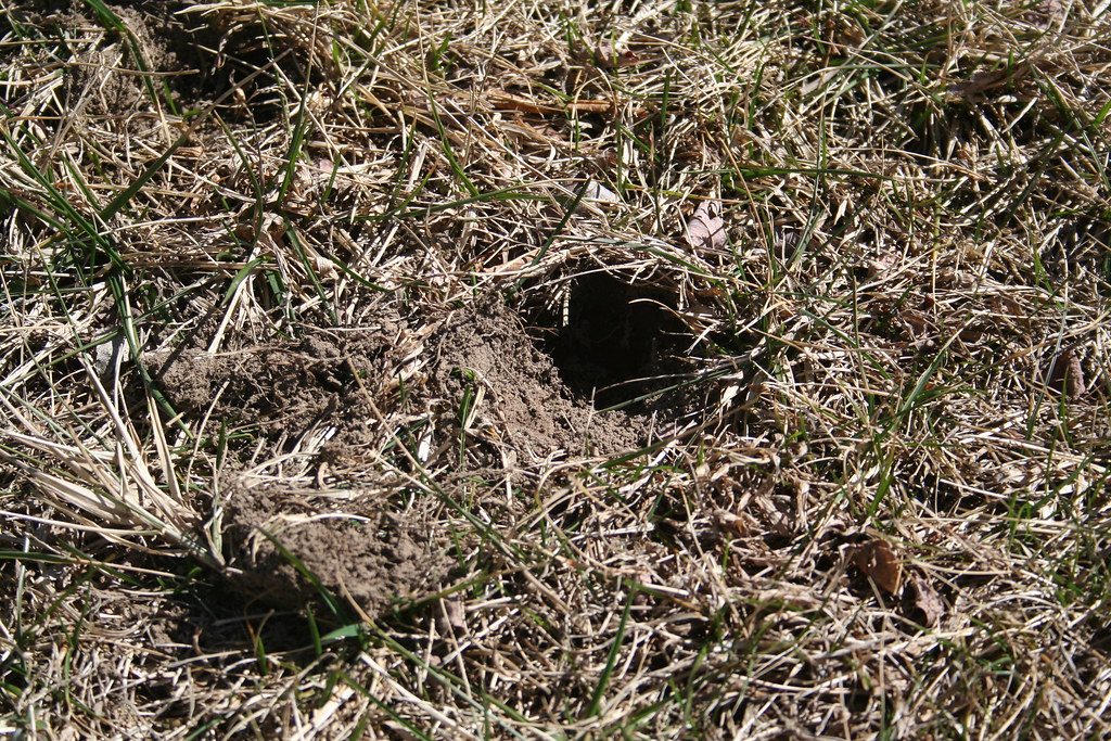 How to Get Rid of Grubs in Your Lawn: Treatment and Timing