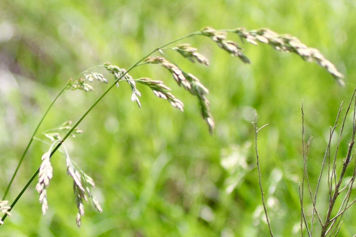 Tall Fescue (Festuca arundinacea) growing as a Ohio lawn, close-up of blade texture and growth habit