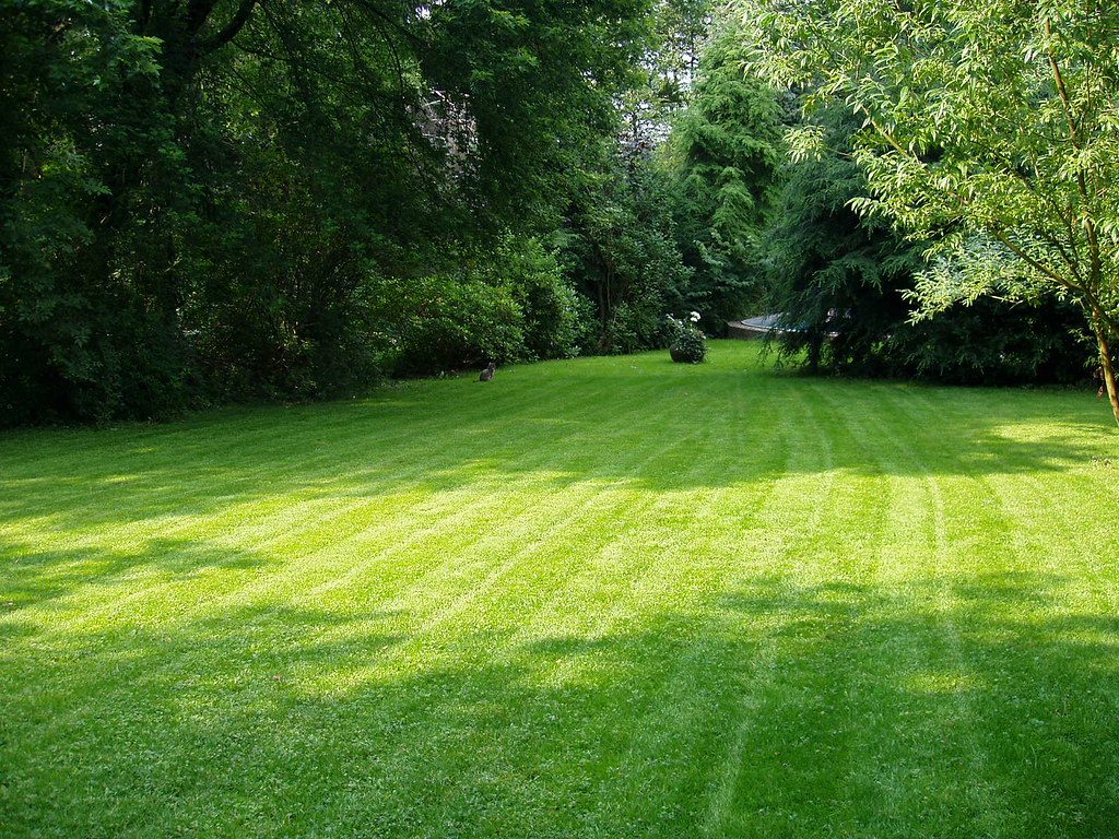 Fastest Spreading Grass Types for Filling Bare Spots
