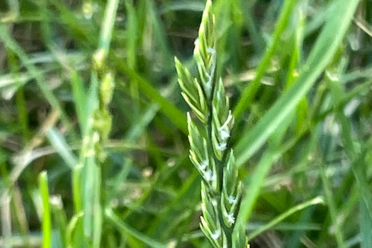 Perennial Ryegrass (Lolium perenne) growing as a Maryland lawn, close-up of blade texture and growth habit