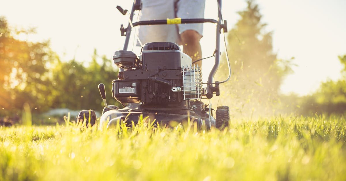 Photo by Magic K on Pexels Top 7 Best Summer Lawn Fertilizers to Keep Your Grass Green and Healthy