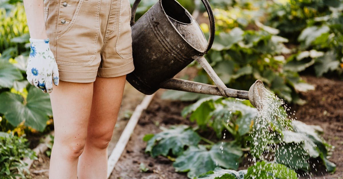 Watering lawn grass