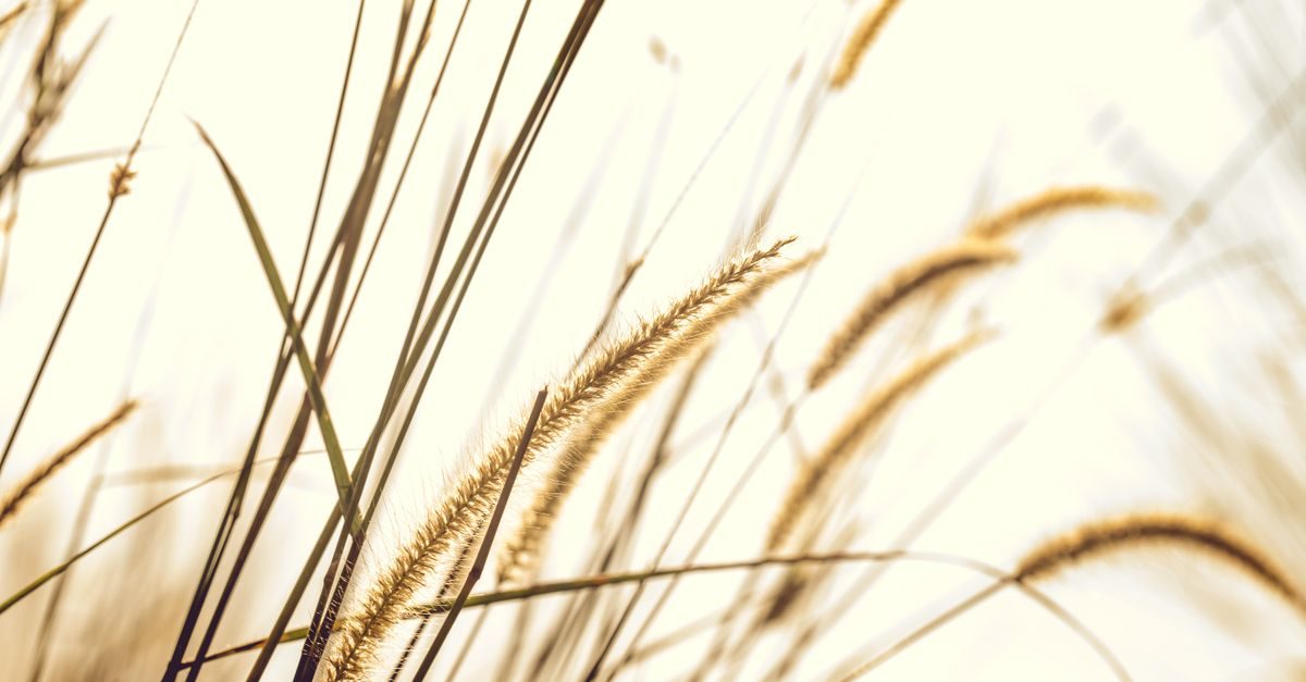 How to Get Rid of Dallisgrass (and Tell It Apart From Crabgrass)