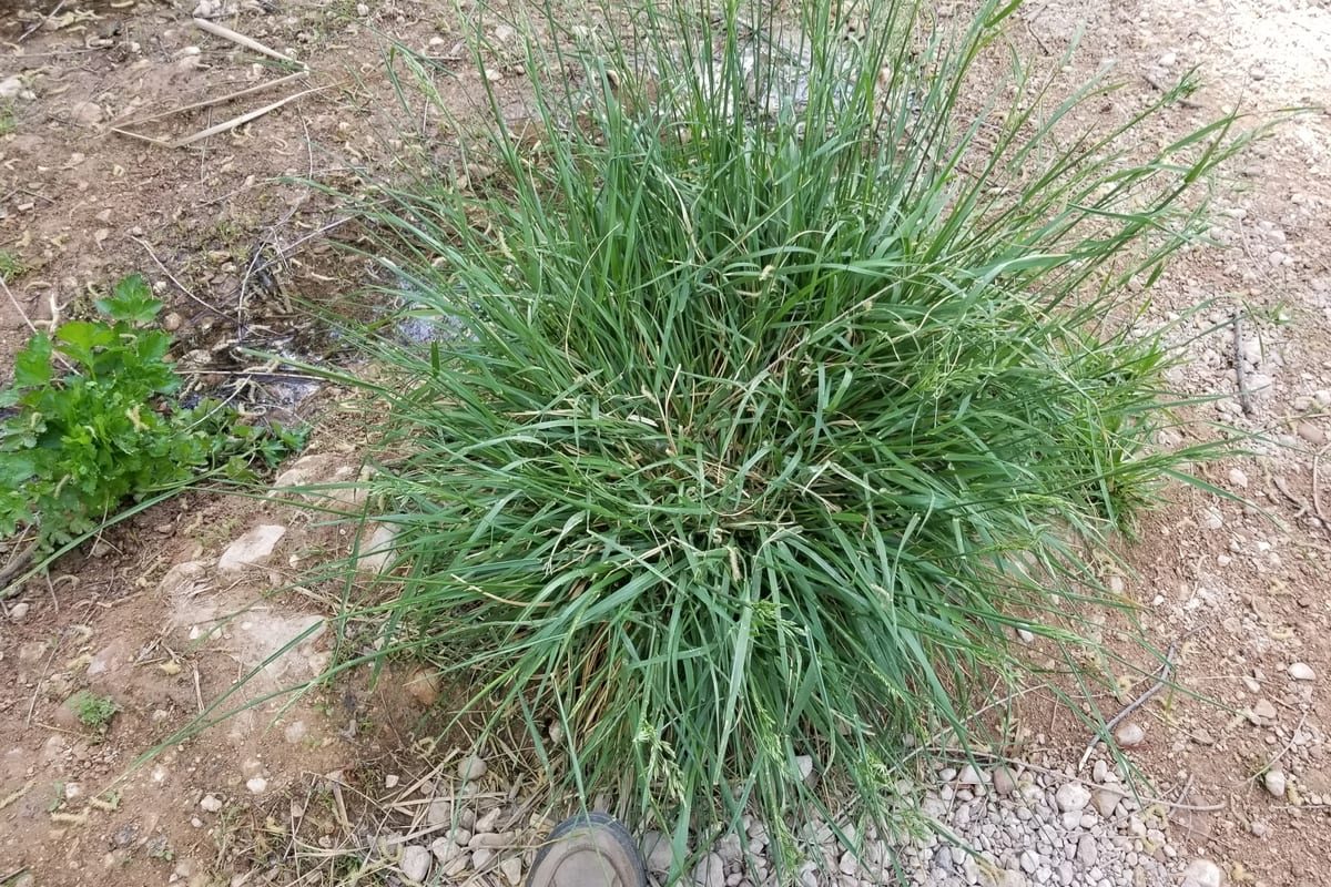 Tall Fescue (Festuca arundinacea) growing as a Alabama lawn, close-up of blade texture and growth habit