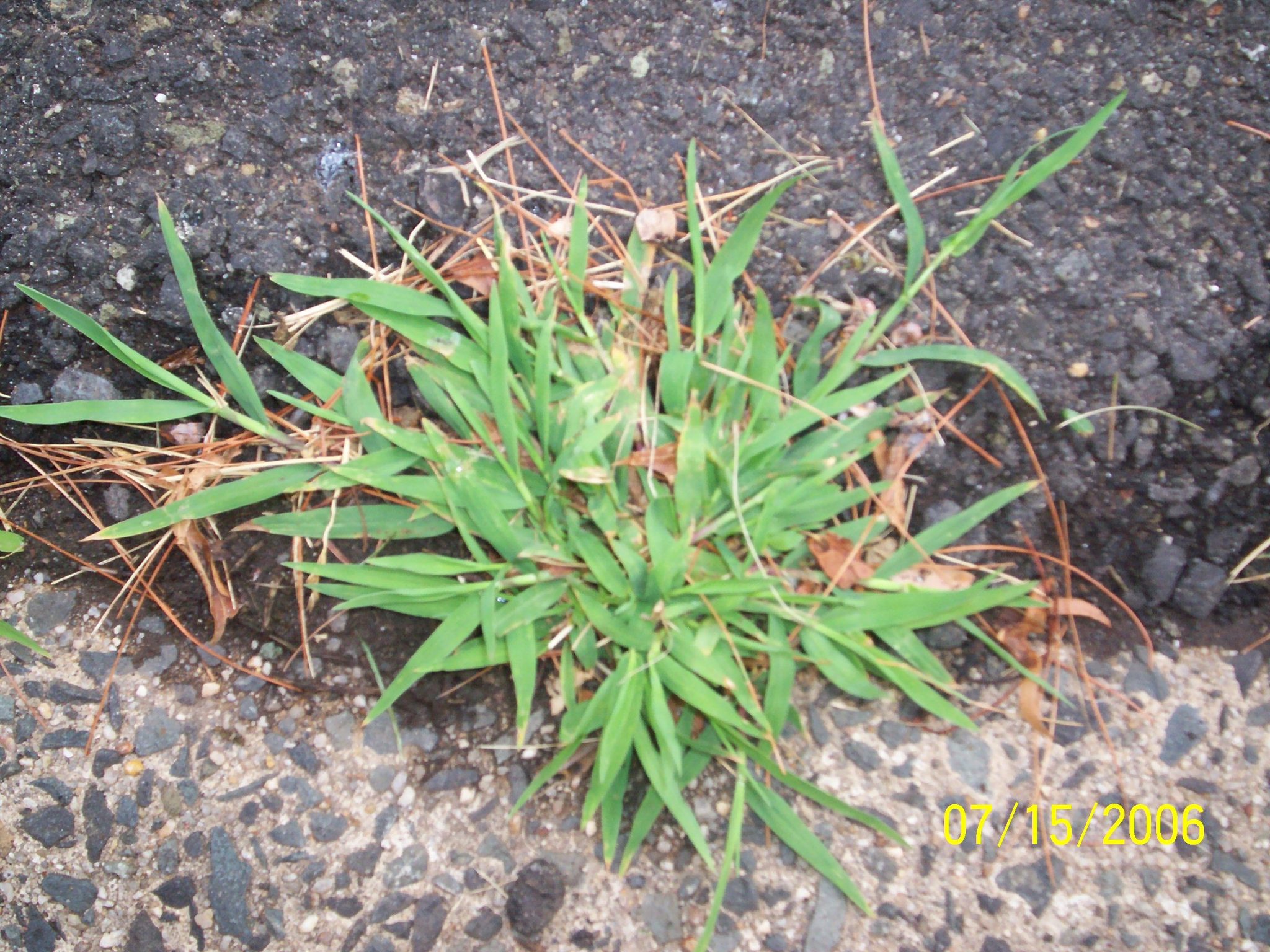 Best Crabgrass Killer: Top Products & Diy Methods