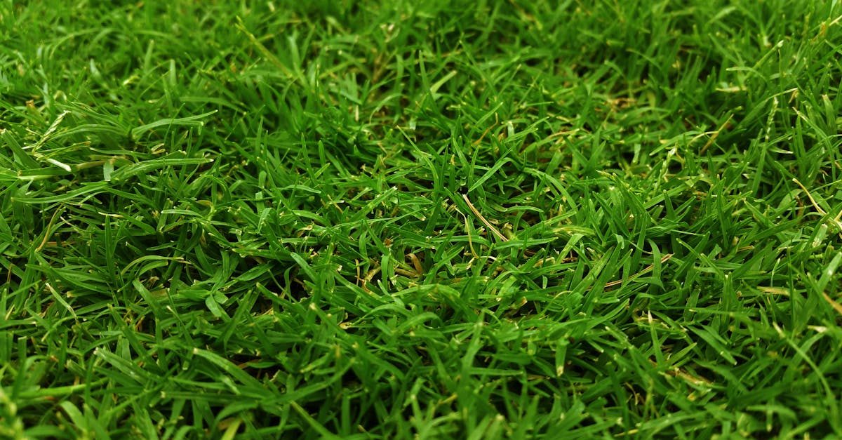 Photo by Digital Buggu on Pexels Fertilizing lawn grass