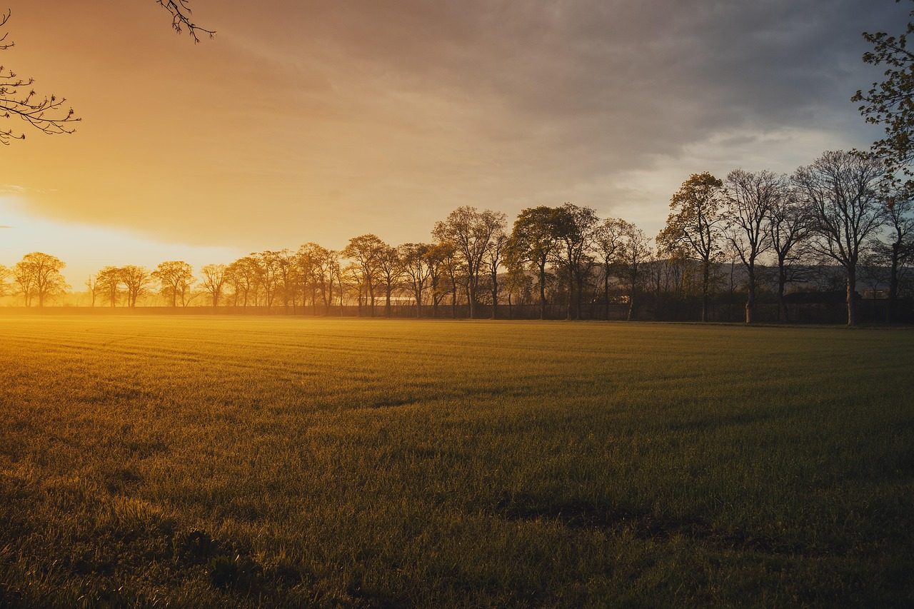 Photo by Michael_Pointner on Pixabay What Bermuda Grass Needs in South Carolina