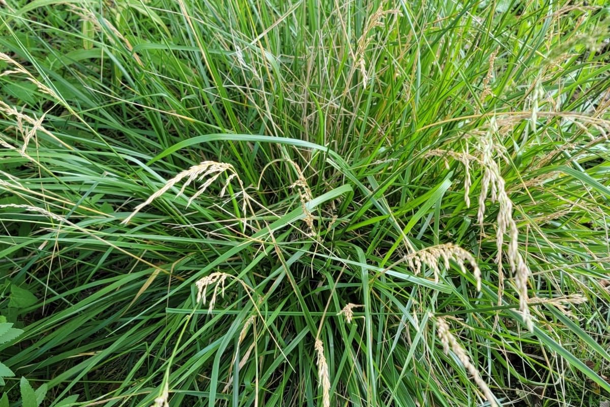 Tall Fescue (Festuca arundinacea) growing as a Maryland lawn, close-up of blade texture and growth habit