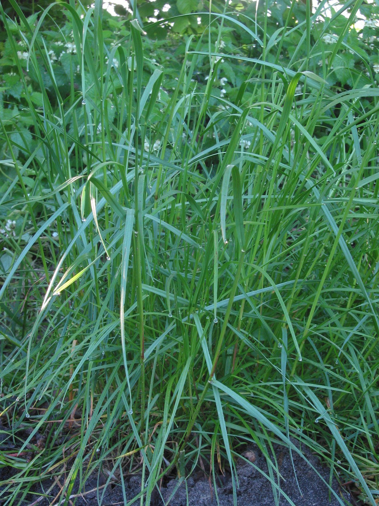 Perennial ryegrass with seed spike