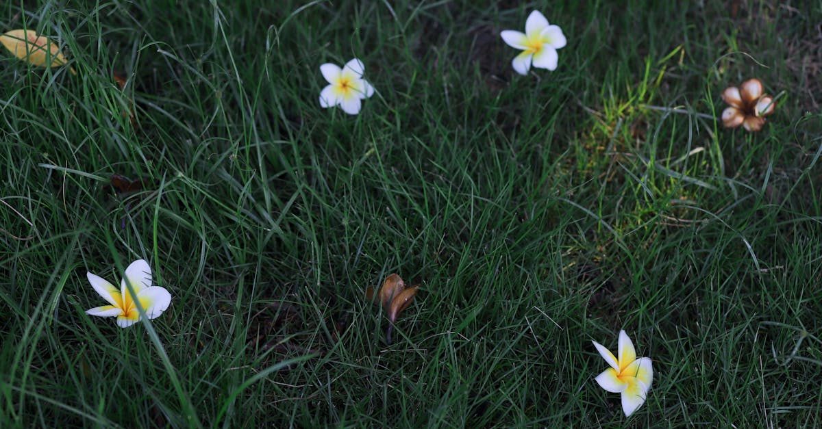 What Exactly Is a Clover Lawn?