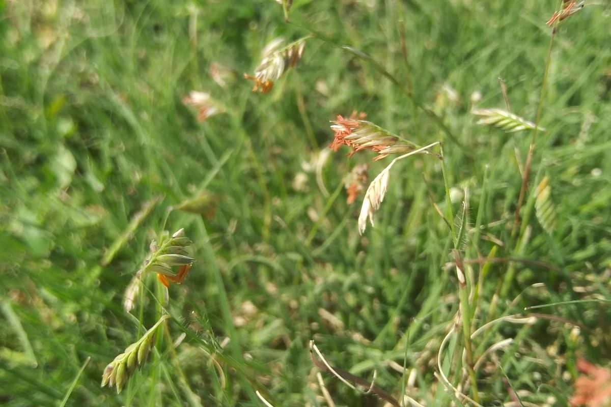Buffalograss (Bouteloua dactyloides) growing as a Kansas lawn, close-up of blade texture and growth habit