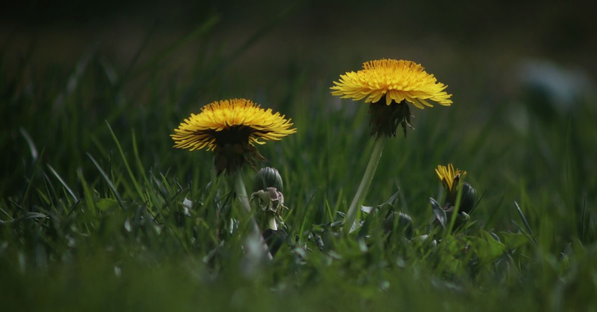 Weeds With Purple Flowers: Identify What's Blooming in Your Lawn