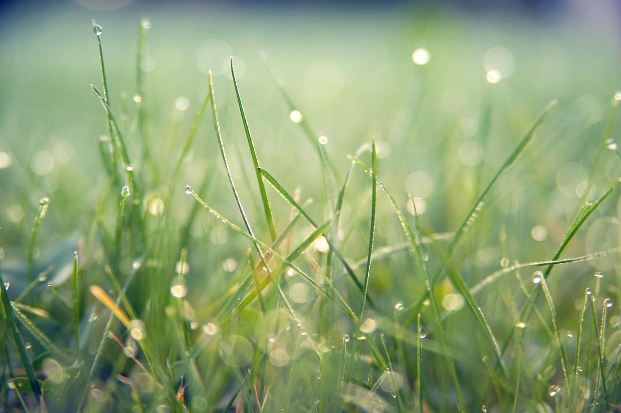 Types of Grass in California: The Common Lawn Grasses