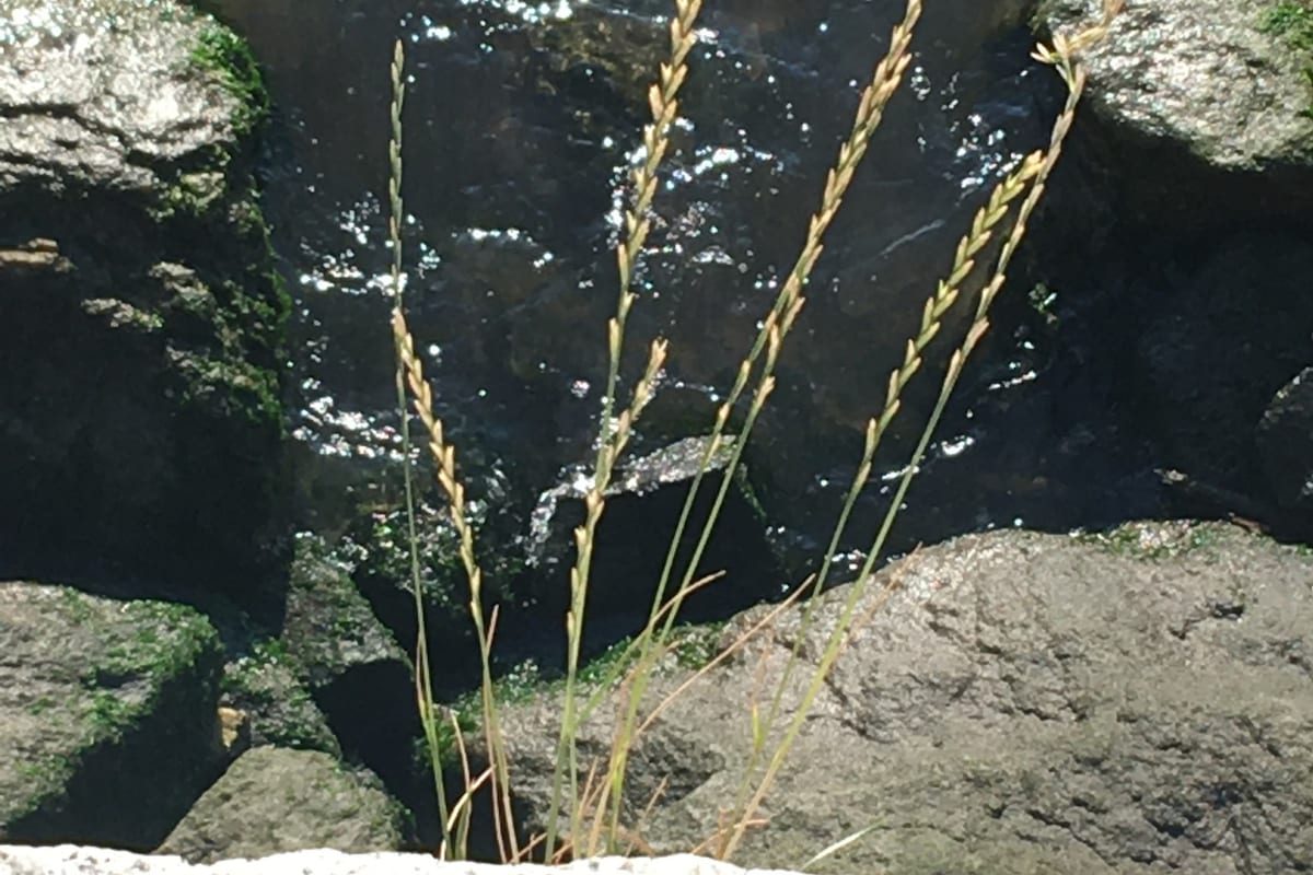 Perennial Ryegrass (Lolium perenne) growing as a New York lawn, close-up of blade texture and growth habit