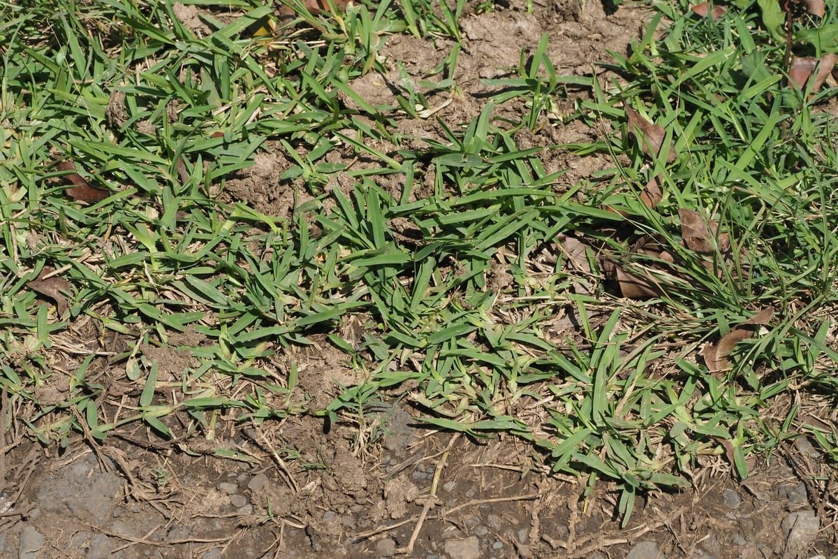 St. Augustinegrass (Stenotaphrum secundatum) growing as a Nevada lawn, close-up of blade texture and growth habit