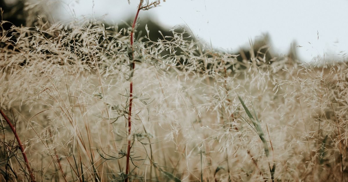 6 Types of Grass in West Virginia and How to Tell Which You Have