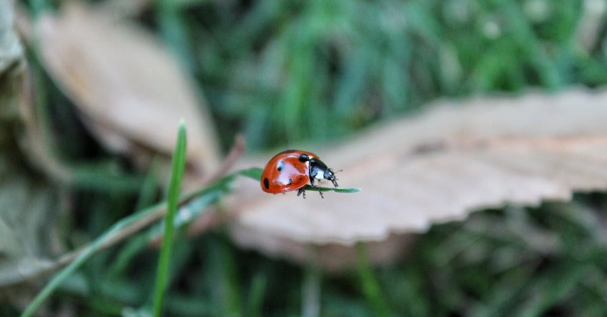 Lawn Pest Control: Identify Common Bugs and Get Rid of Them Fast