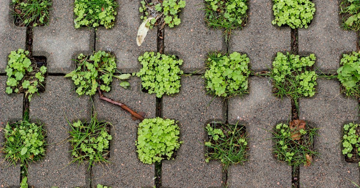 Weeds and clover growing in the gaps of a concrete paver driveway