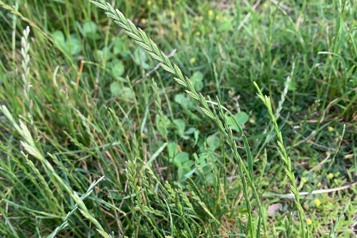 Perennial Ryegrass (Lolium perenne) growing as a Illinois lawn, close-up of blade texture and growth habit