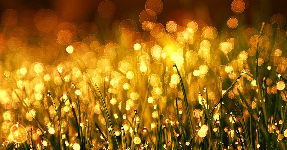 7 Proven Ways to Improve Soil Quality for a Healthier Lawn