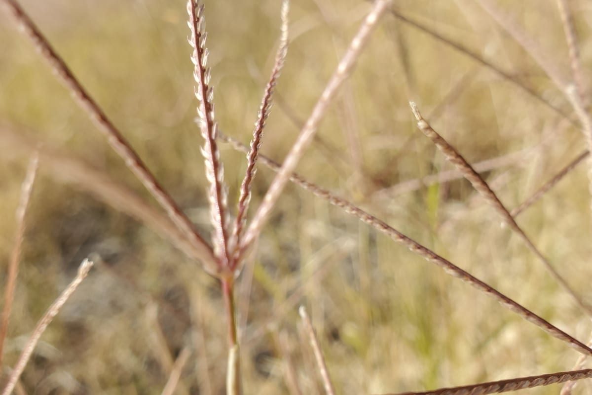 Bermudagrass (Cynodon dactylon) growing as a South Carolina lawn, close-up of blade texture and growth habit