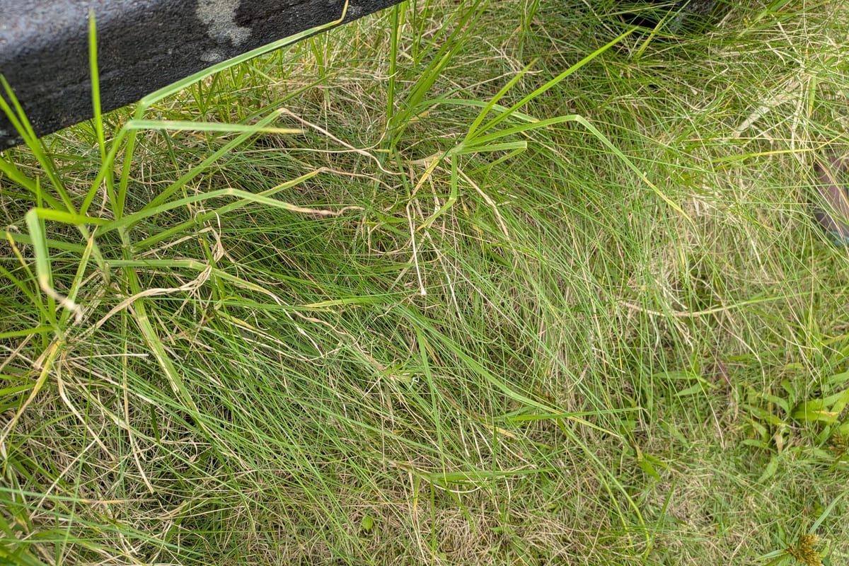 Fine Fescue (Festuca spp.) growing as a Maryland lawn, close-up of blade texture and growth habit