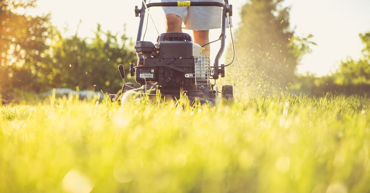 Types of Grass in Louisiana: The Common Lawn Grasses