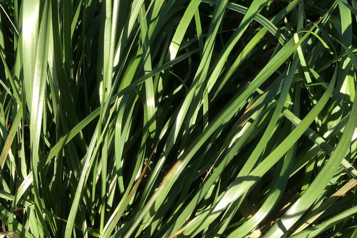 Tall Fescue (Festuca arundinacea) growing as a Pennsylvania lawn, close-up of blade texture and growth habit