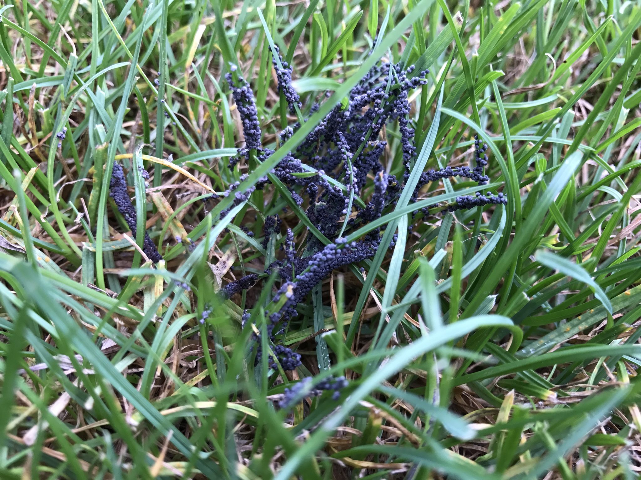Photo by Greg O’Beirne / iNaturalist, CC BY 4.0. Cropped from the original. Purple-gray clusters of tiny round growths coating grass blades among green leaves.