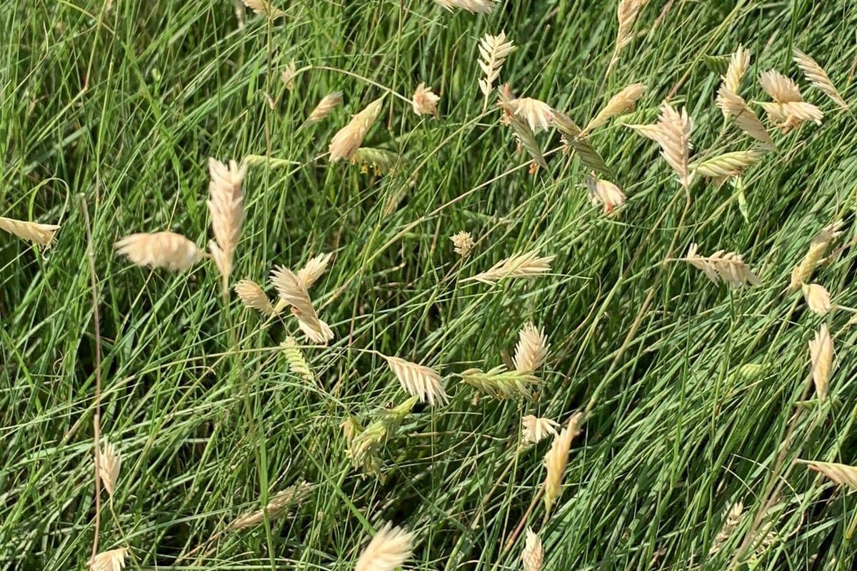 Buffalograss (Bouteloua dactyloides) growing as a Idaho lawn, close-up of blade texture and growth habit